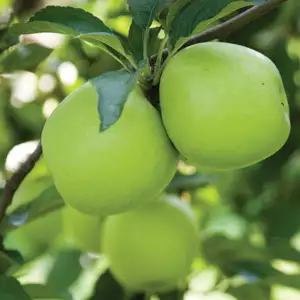 Dwarf Apple Granny Smith Dwarf Apple Granny Smith