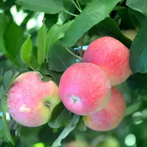 Dwarf Apple Pink Lady