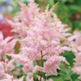 Astilbe Pink 15 St - Garden Express Australia