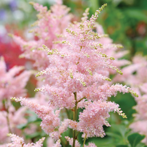 Astilbe Pink Astilbe Pink
