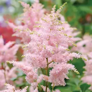 Astilbe Pink Astilbe Pink