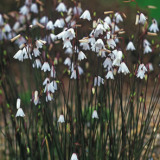 Autumn Snowflakes - Garden Express Australia