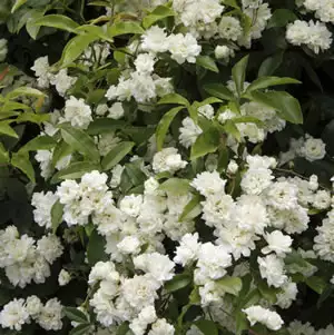 White Banksia Rose White Banksia Rose