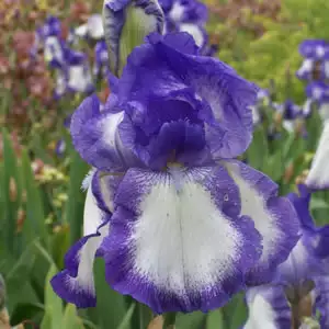 Bearded Iris Babbling Brook Bearded Iris Babbling Brook