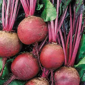 Seed – Beetroot Crimson Globe Seed – Beetroot Crimson Globe