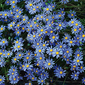 Starter Pack – Blue Marguerite Starter Pack – Blue Marguerite