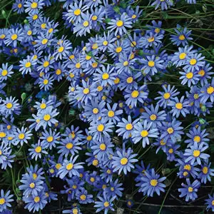 Starter Pack – Blue Marguerite Starter Pack – Blue Marguerite
