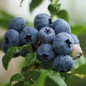 Blueberry Northland Blueberry Northland