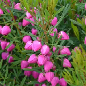Boronia Heterophylla- Red Boronia Boronia Heterophylla- Red Boronia