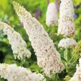 Buddleja White Profusion - Garden Express Australia
