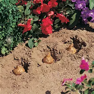 Gardeners Advantage Bulb Planter Gardeners Advantage Bulb Planter