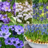 Burst Of Blue Collection Colblucol 2026 - Garden Express Australia