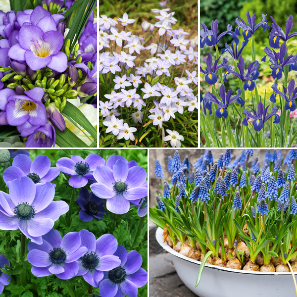 Burst Of Blue Collection Burst Of Blue Collection