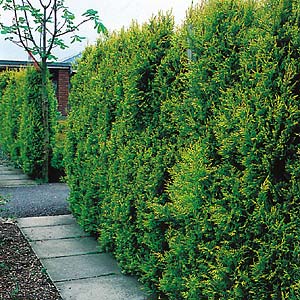 Hedging Pack – Conifer Castlewellan Gold Hedging Pack – Conifer Castlewellan Gold