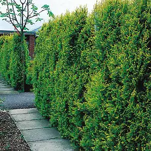 Hedging Pack – Conifer Castlewellan Gold Hedging Pack – Conifer Castlewellan Gold