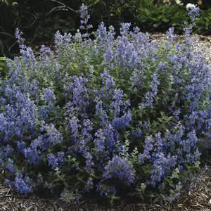 Catmint Six Hills Giant Catmint Six Hills Giant