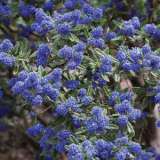 Ceanothus Pacific Blue