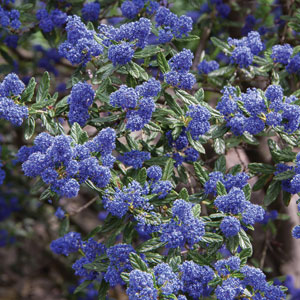 Ceanothus Pacific Blue