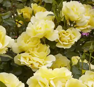 Thornless Rose Smooth Golden Iceberg Thornless Rose Smooth Golden Iceberg