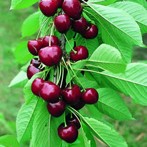 Cherry Stella Cherry Stella