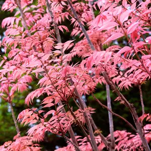 Chinese Cedar
