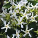 Chinese Star Jasmine Chinese Star Jasmine