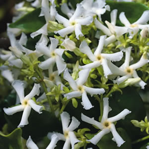 Chinese Star Jasmine Chinese Star Jasmine