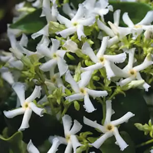 Chinese Star Jasmine Chinese Star Jasmine
