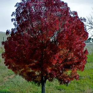 Claret Ash Claret Ash