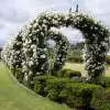 Best Spring-Flowering Climbers For Arches And Pergolas Climbing Iceberg 09 - Garden Express Australia