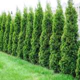 Starter Pack – Conifer Smaragd Starter Pack – Conifer Smaragd
