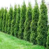 Conifer Smaragd 14 - Garden Express Australia