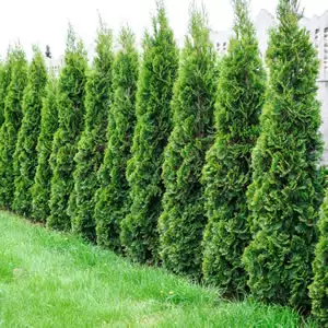 Starter Pack – Conifer Smaragd Starter Pack – Conifer Smaragd
