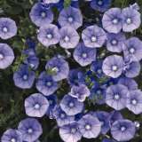 Convolvulus Blue 2012 - Garden Express Australia