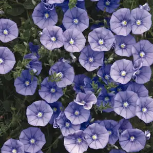 Convolvulus Blue Convolvulus Blue
