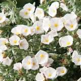 Convolvulus White 15 Fm - Garden Express Australia
