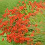 Crocosmia Lucifer Crocosmia Lucifer