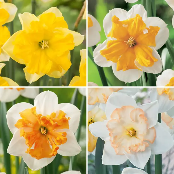 Daffodil Butterfly Collection Daffodil Butterfly Collection