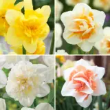 Daffodil Double Coll 2 Coldafdc2 2026 - Garden Express Australia