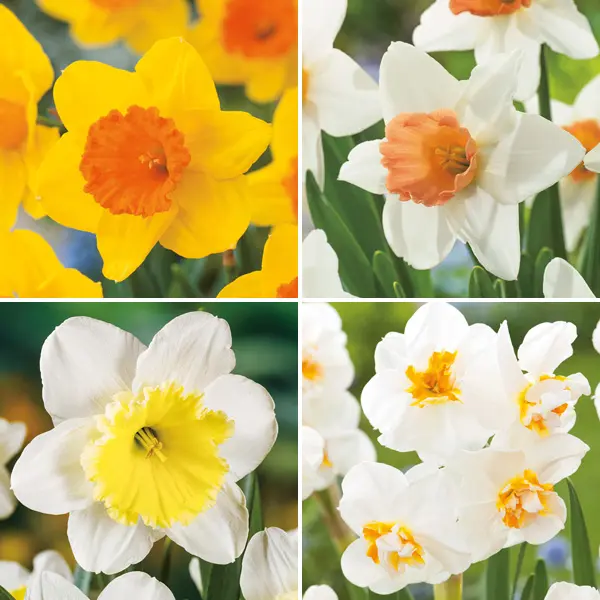 Daffodil Garden Collection 1 Daffodil Garden Collection 1