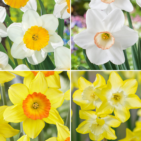 Daffodil Garden Collection 2 Daffodil Garden Collection 2
