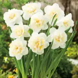 Daffodil Double Collection 2 Daffodil Double Collection 2