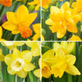 Daffodil Mini Collection 2026 Coldafmco - Garden Express Australia