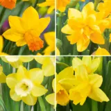 Daffodil Mini Collection 2026 Coldafmco - Garden Express Australia