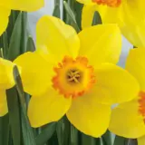 Daffodil Red Devon Daffodil Red Devon