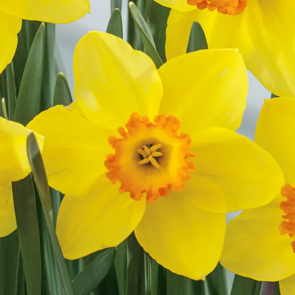 Daffodil Red Devon Daffodil Red Devon