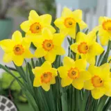 Daffodil Red Devon Daffodil Red Devon