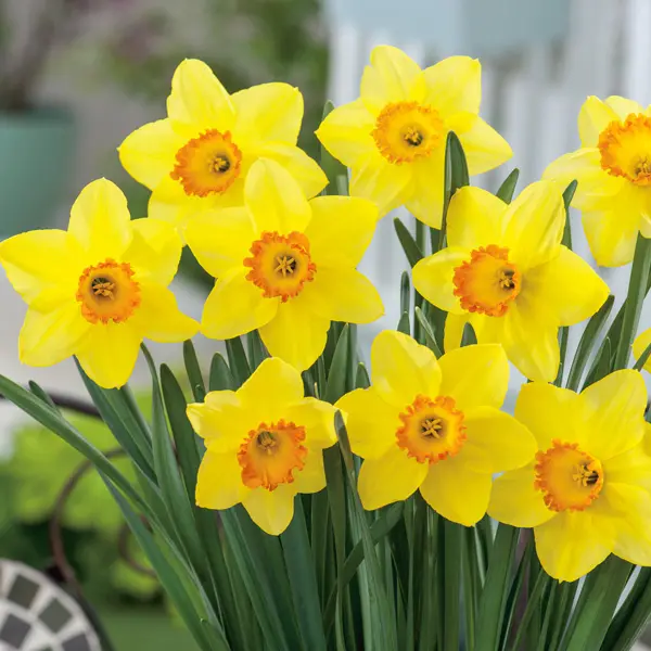 Daffodil Red Devon Daffodil Red Devon