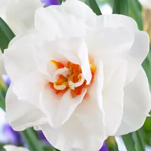 Daffodil Acropolis