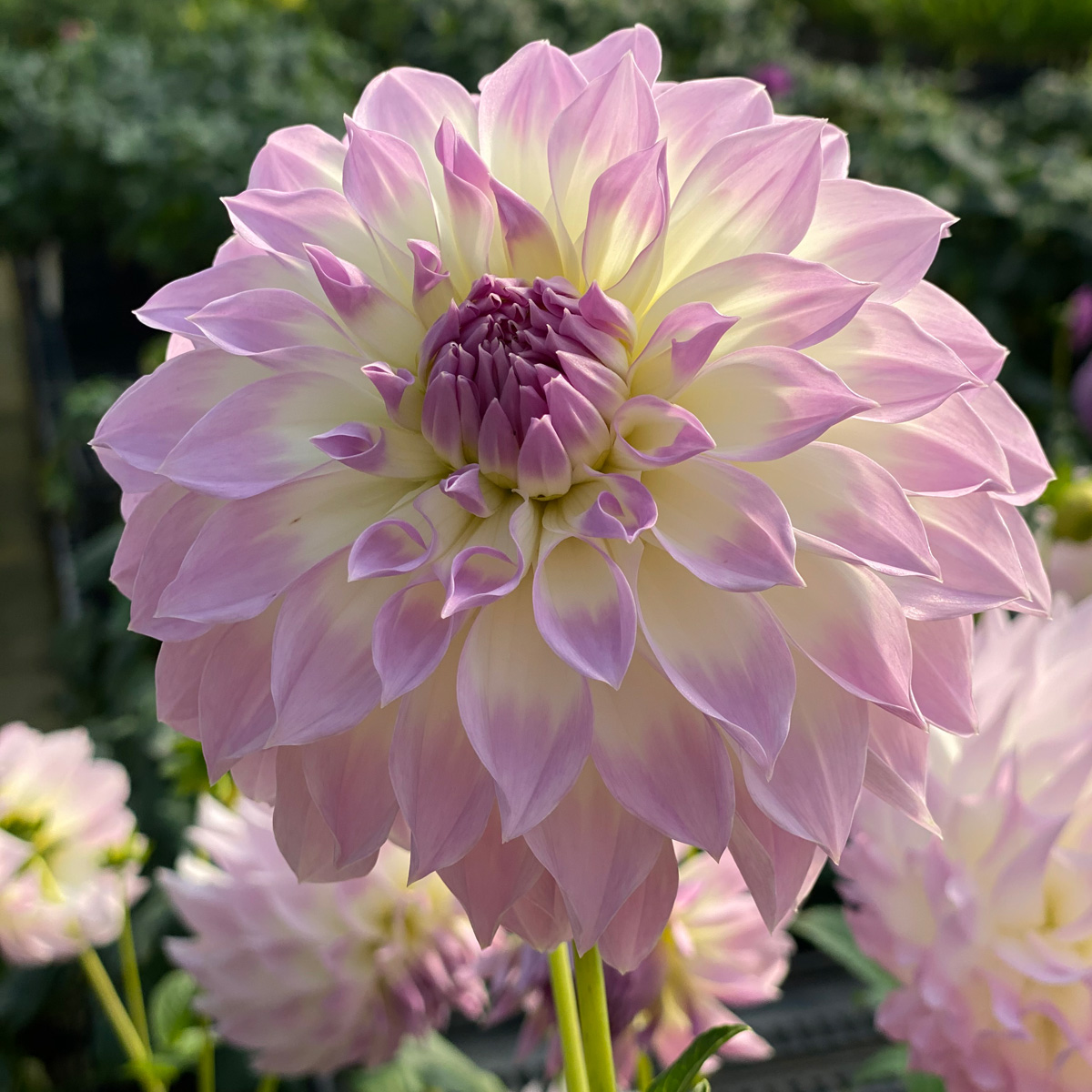 Dahlia Annes Delight Dahlia Annes Delight